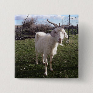One Young Goat 2 Inch Square Button
