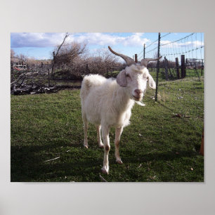 One Young Goat Poster