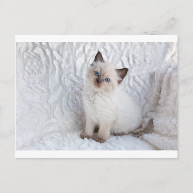 One young ragdoll cat sitting on fur in chair postcard (Front)