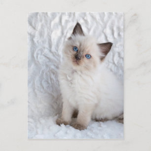 One young ragdoll cat sitting on fur in chair postcard