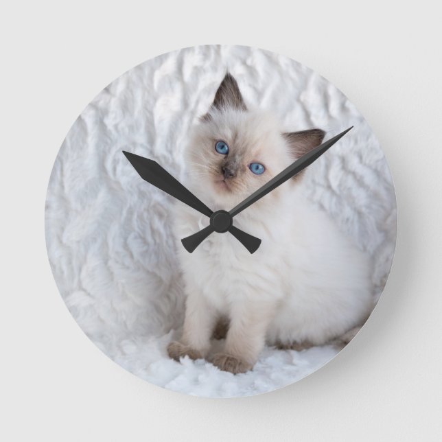 One young ragdoll cat sitting on fur in chair round clock (Front)
