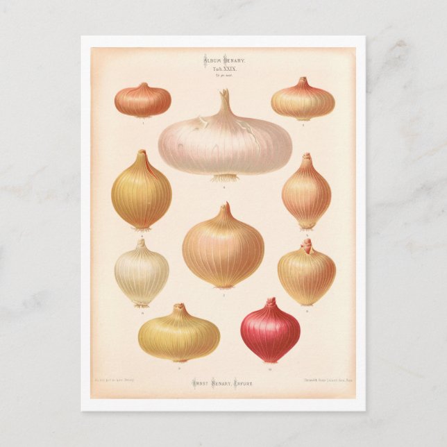 Onion Botanical Illustration from Seed Catalogue Postcard (Front)