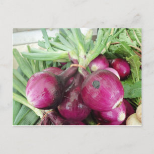 Onion Bundle Postcard