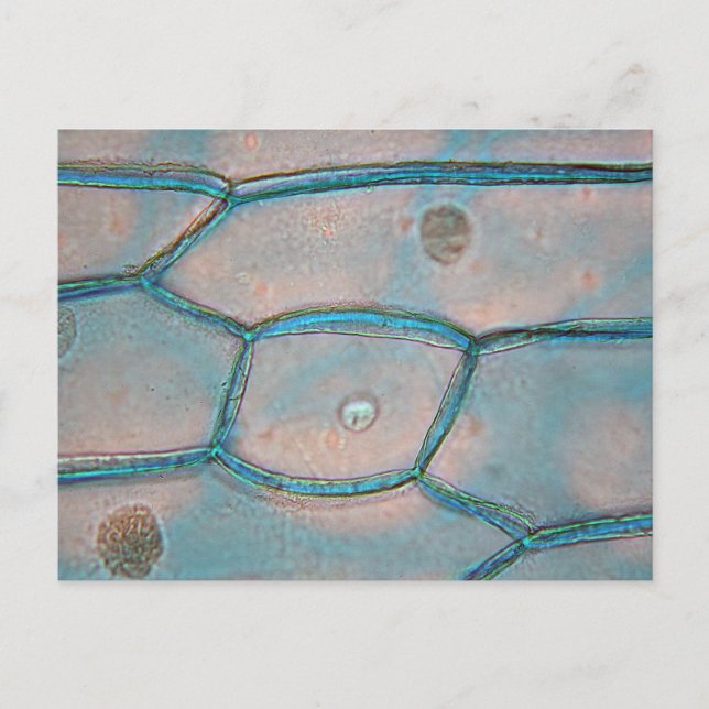 Onion cells under the microscope postcard (Front)