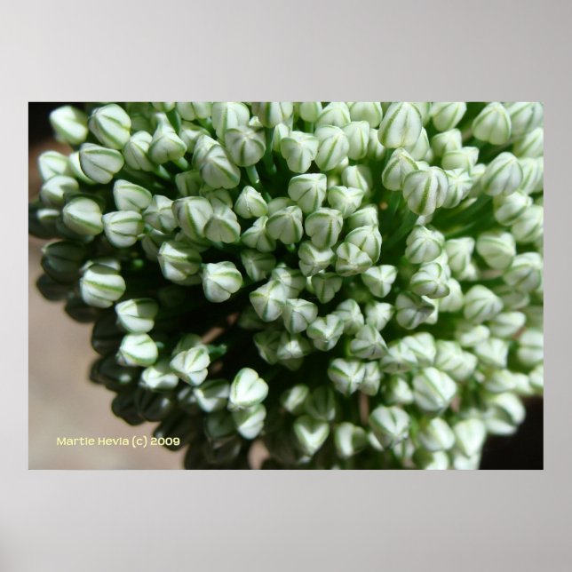 Onion Flower Buds Poster (Front)