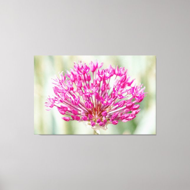 Onion Flower Canvas Print (Front)