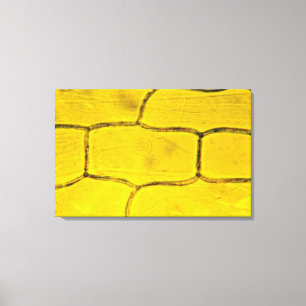 Onion Plant Cells Canvas Print