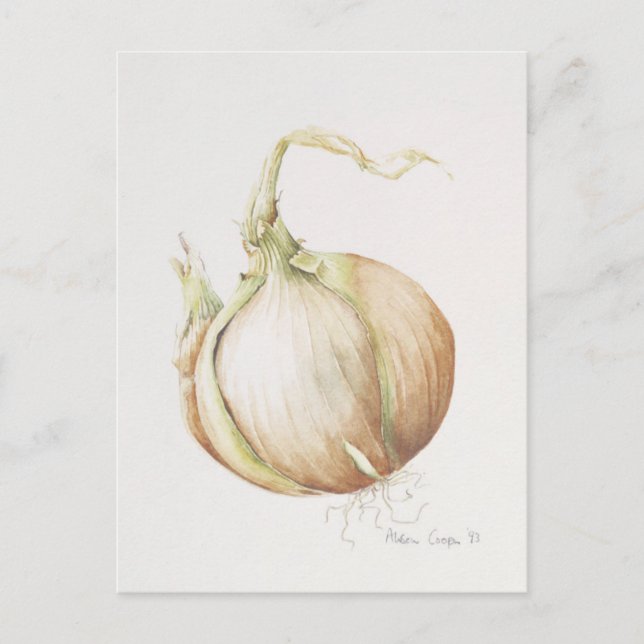 Onion Study 1993 Postcard (Front)