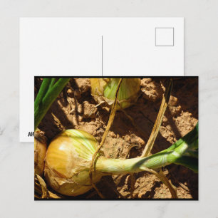 Onions at Harvest Postcard