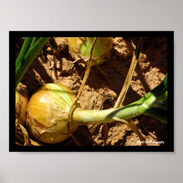 Onions at Harvest Poster (Front)