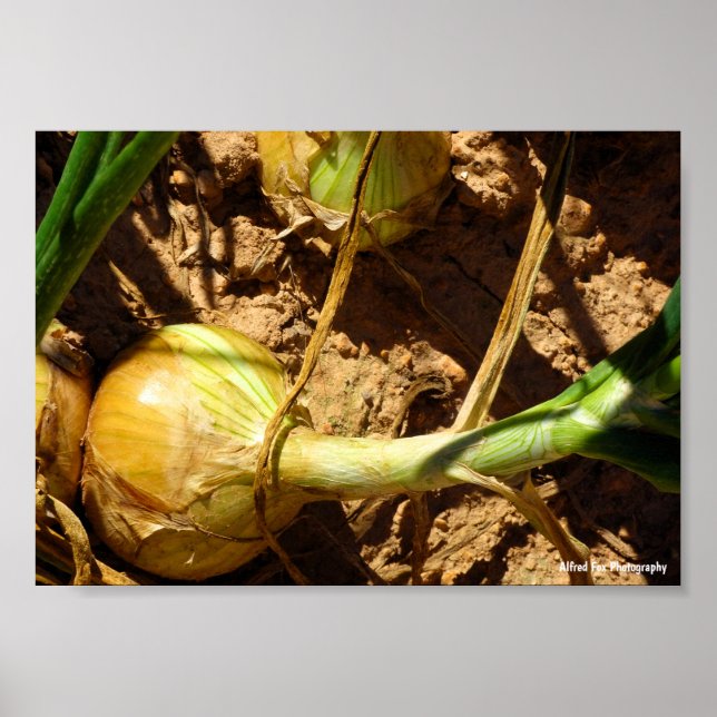 Onions at Harvest Poster (Front)