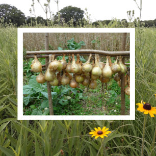 Onions Hung Out to Dry in a Garden Postcard
