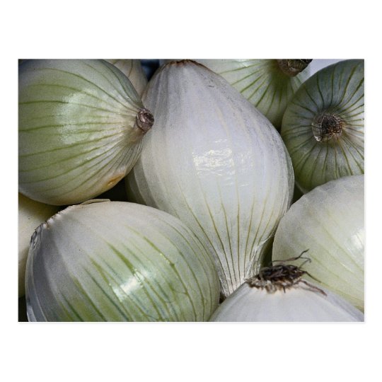 Onions Postcard