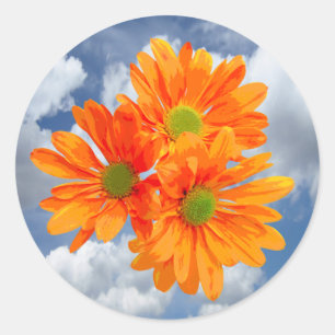 Only 3 Gerbera Daisy Blossoms + your text & ideas Classic Round Sticker