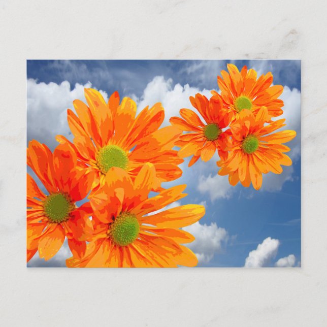 Only 3 Gerbera Daisy Blossoms + your text & ideas Postcard (Front)