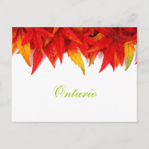 Ontario Autumn Leaves Postcard