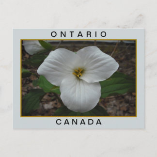 Ontario, Canada Trillium Postcard