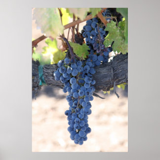 OnTheVine Poster