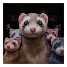 Onze Ferrets stoïques Poster Wall Art