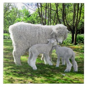 "Oona & Her Twins" Tile