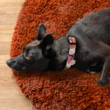 Oopsie Daisie Retro Multi-Coloured Daisy