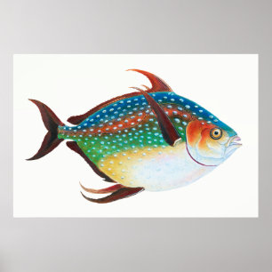 Opah, Fish Illustration, Edward Donovan, Poster
