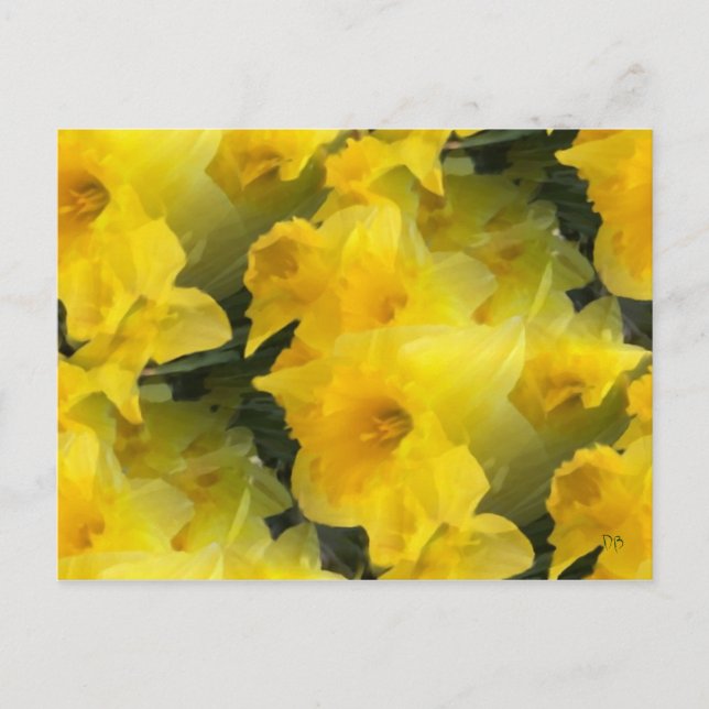 Opaque Flowers Postcards (Front)