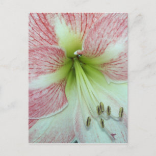 Open Amaryllis Apple Blossom Postcard