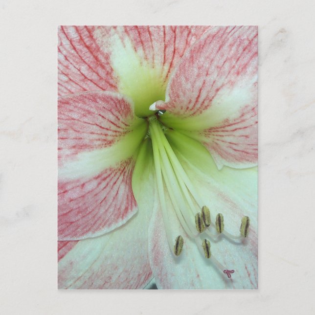 Open Amaryllis Apple Blossom Postcard (Front)