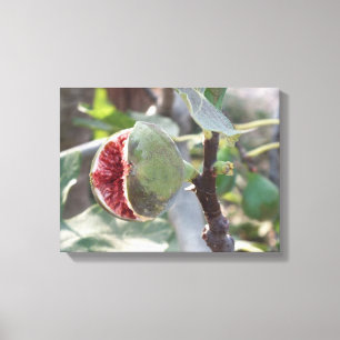 Open fig on tree in Spain Canvas Print