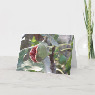 Open fig on tree in Spain Holiday Card