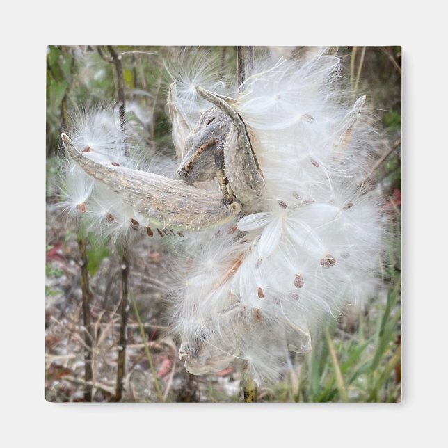 Open Milkweed Pods | Seeds with Silk | Magnet (Front)