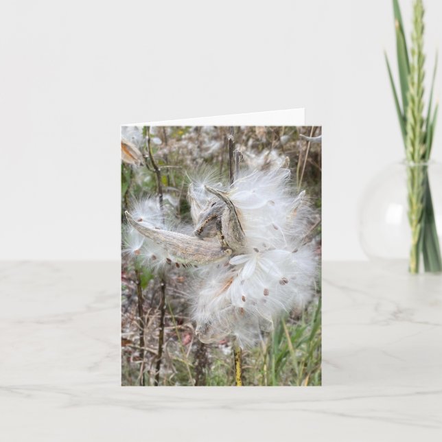 Open Milkweed Pods | Seeds with Silk | Note Card (Front)