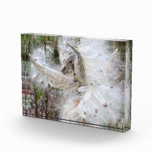 Open Milkweed Pods   Seeds with Silk   Photo Block