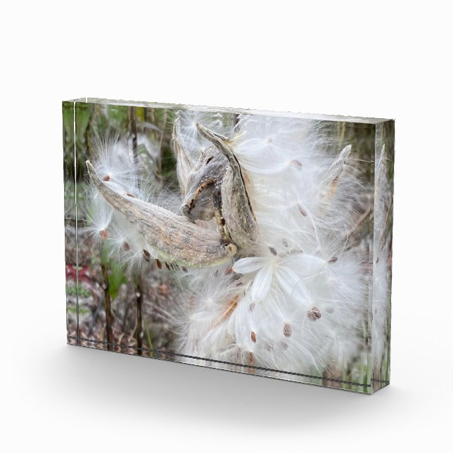 Open Milkweed Pods | Seeds with Silk | Photo Block (Right)