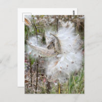 Open Milkweed Pods | Seeds with Silk |
