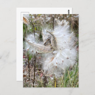 Open Milkweed Pods   Seeds with Silk   Postcard