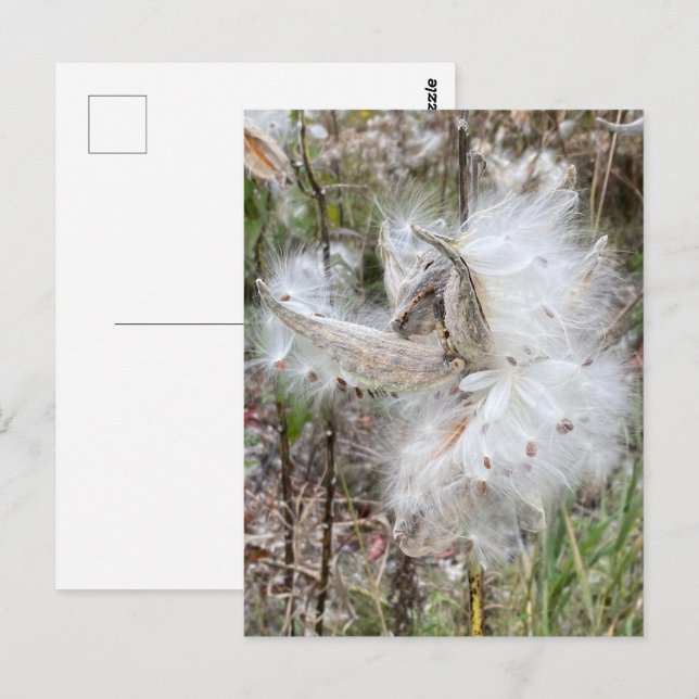 Open Milkweed Pods | Seeds with Silk | Postcard (Front/Back)