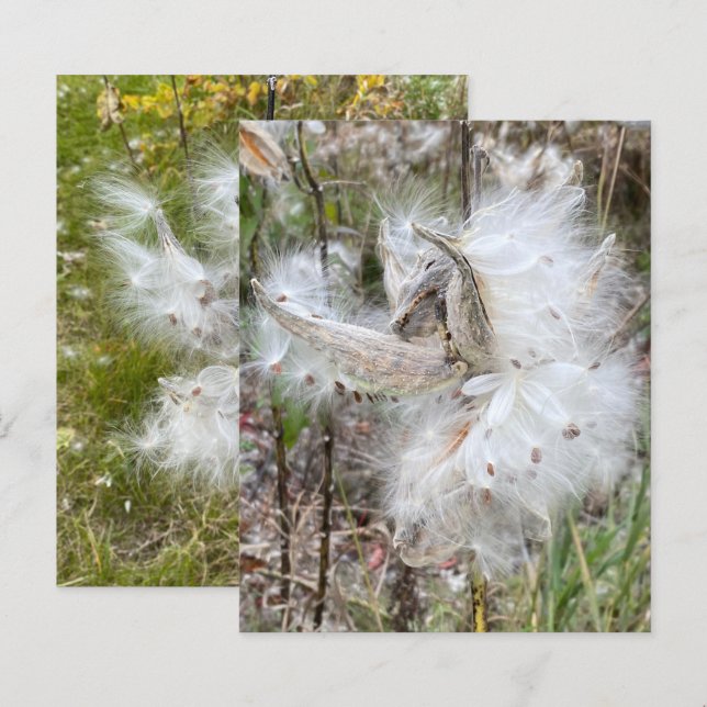 Open Milkweed Pods | Seeds with Silk | Scrapbook  (Front/Back)