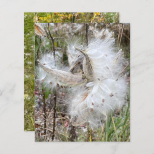 Open Milkweed Pods Seeds with Silk Scrapbook