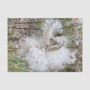 Open Milkweed Pods   Seeds with Silk   Tissue Paper