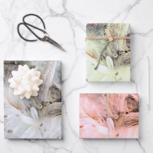 Open Milkweed Pods   Seeds with Silk   Wrapping Paper Sheet