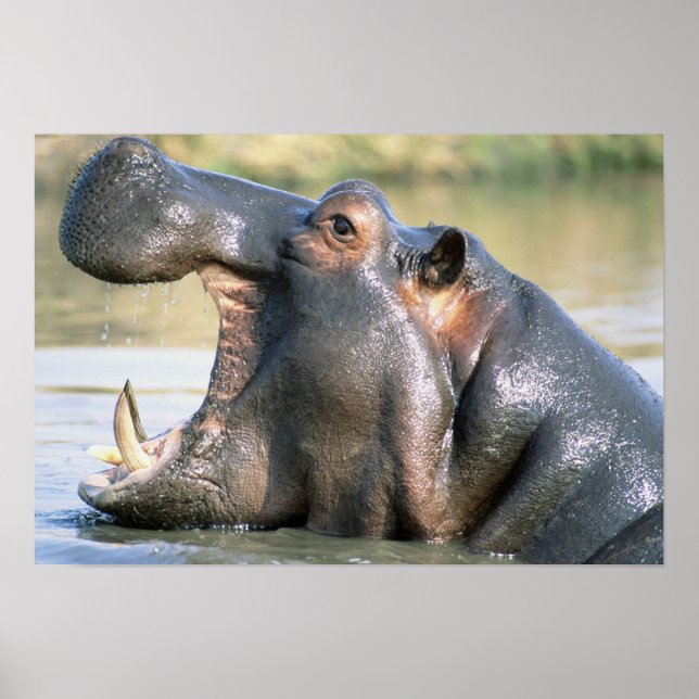Open Mouthed Hippo Poster (Front)