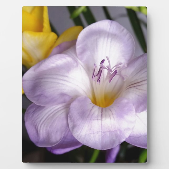 open violet freesia plaque (Front)