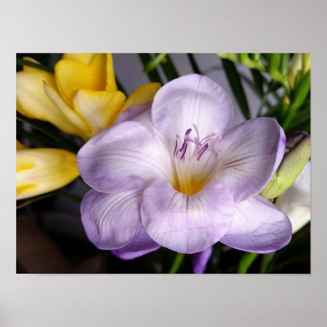open violet freesia poster (Front)