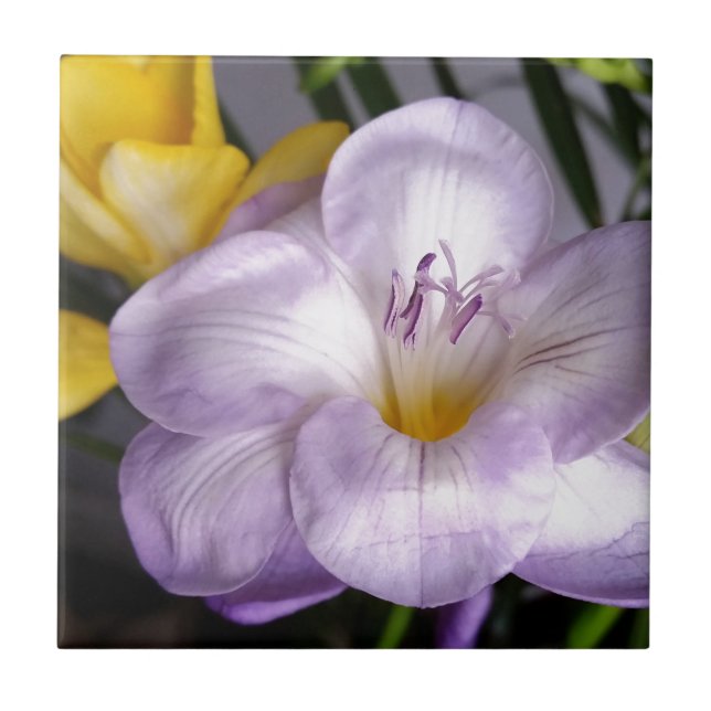 open violet freesia tile (Front)