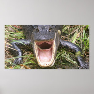 Open Wide! Florida Alligator Poster