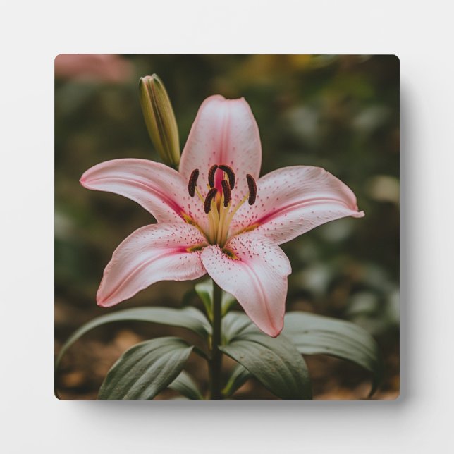 Opened Pink Lily  Plaque (Front)