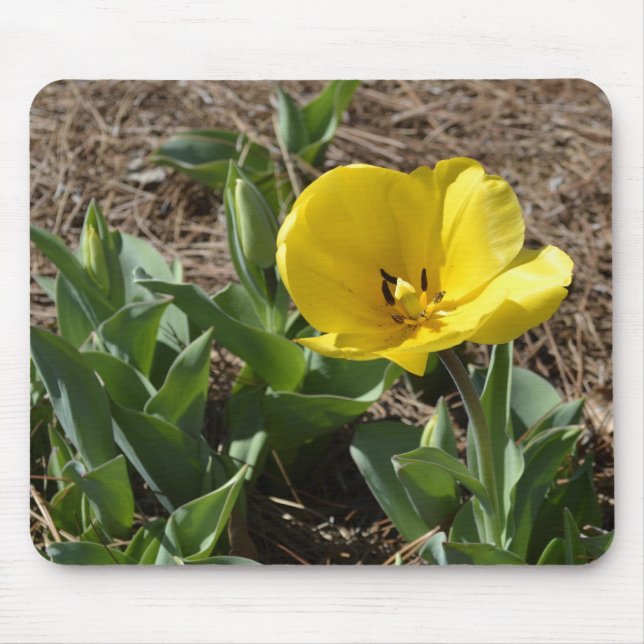 Opened Yellow Daffodil Mouse Pad (Front)