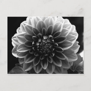 Opening All The Layers Postcard